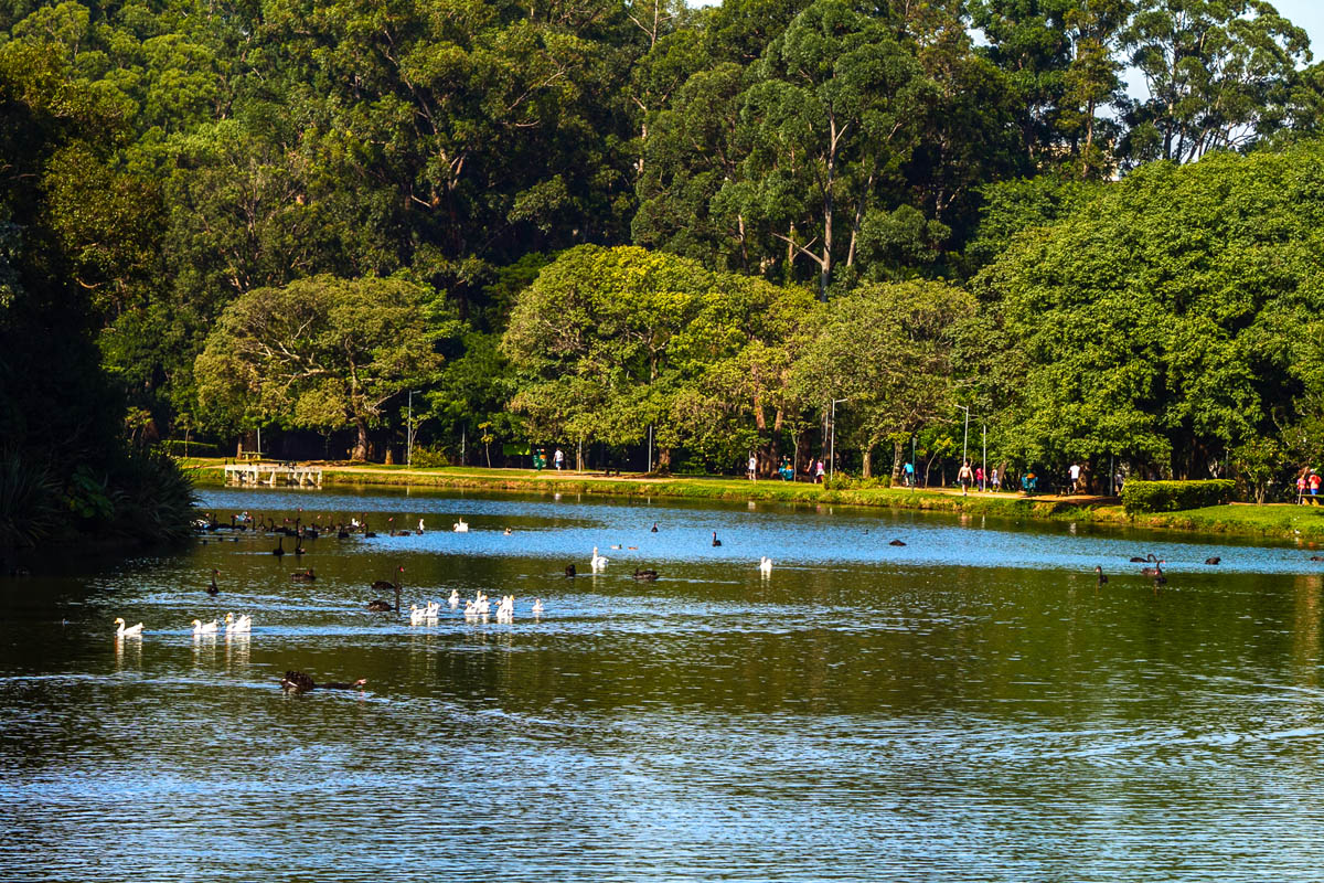 LAGO IBIRAPUERA (31).jpg (3.68 MB)
